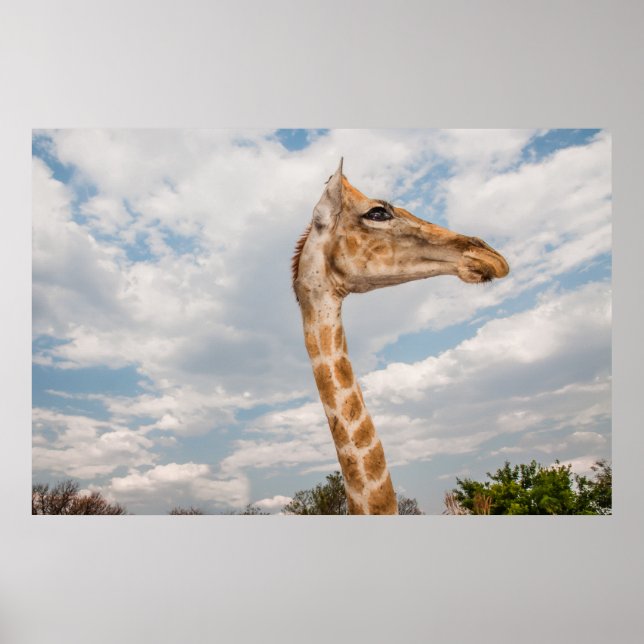 Póster Giraffe arriba (Frente)