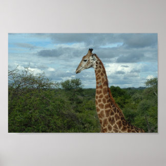 Póster Giraffe at Dusk