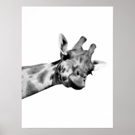 Póster Giraffe blanca negra animal africano peekaboo foto