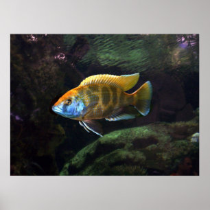Póster Giraffe Cichlid