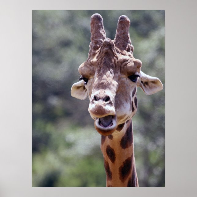 Póster Giraffe Closeup Poster (Frente)
