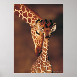 Póster Giraffe de adultos con ternera (Giraffa camelopard