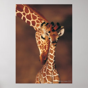 Póster Giraffe de adultos con ternera (Giraffa camelopard