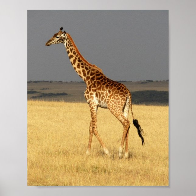 Póster Giraffe de cuerpo completo Africa Animales african (Frente)