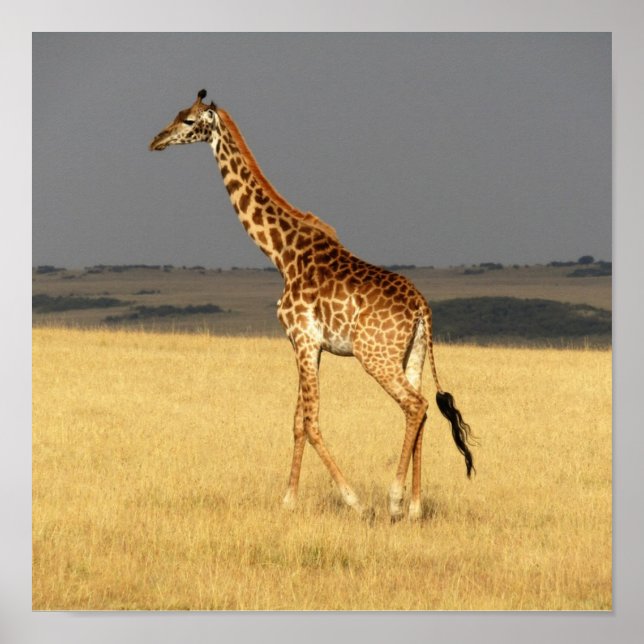 Póster Giraffe de cuerpo completo Africa Animales african (Frente)