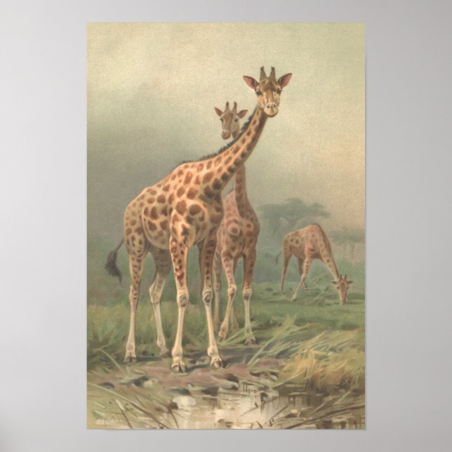 Póster Giraffe de época 1894 imprime llanuras africanas (Frente)