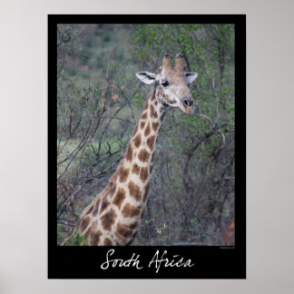 Póster Giraffe de Sudáfrica