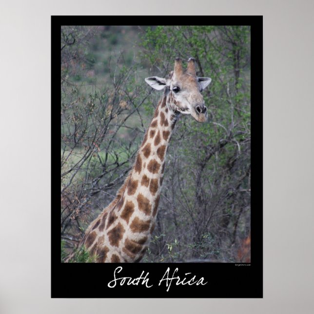 Póster Giraffe de Sudáfrica (Frente)