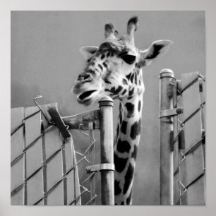 Póster Giraffe detrás de Fence Black & White Photography