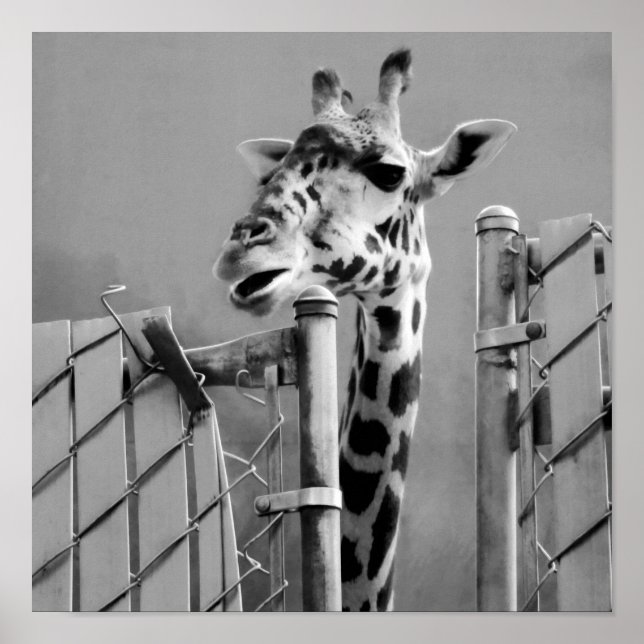 Póster Giraffe detrás de Fence Black & White Photography (Frente)