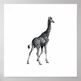 Póster Giraffe diseño de dibujo de animales de cuerpo com