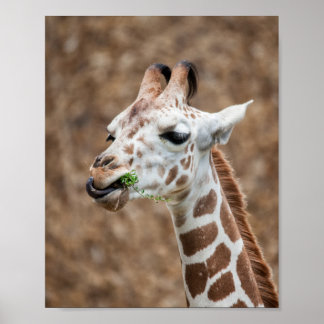 Póster Giraffe Eating Grass