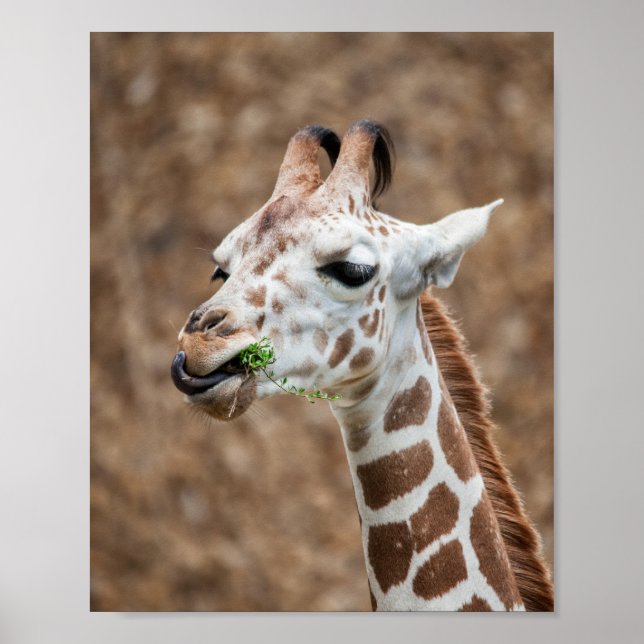 Póster Giraffe Eating Grass (Frente)