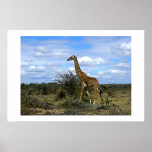PÓSTER GIRAFFE EN ÁFRICA KENIA