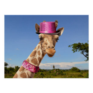 Póster Giraffe en gorra rosa brillante