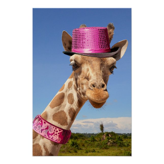 Póster Giraffe en gorra rosa brillante (Anverso)