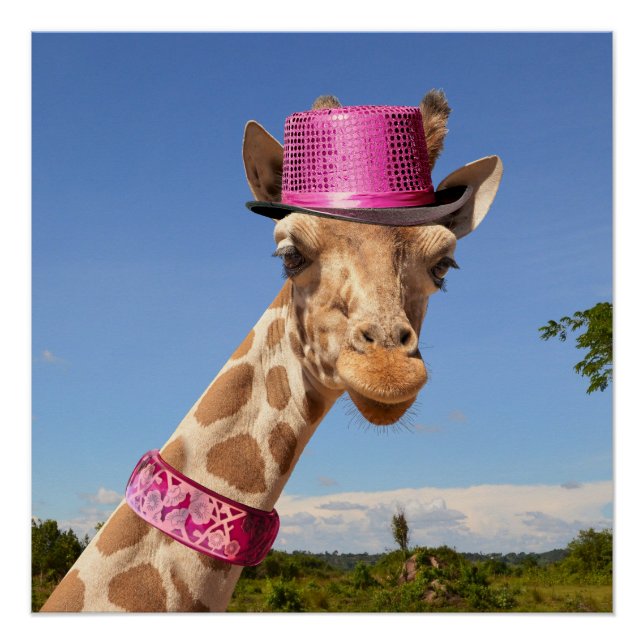 Póster Giraffe en gorra rosa brillante (Anverso)