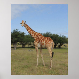 Póster Giraffe en la cuenca de los fósiles