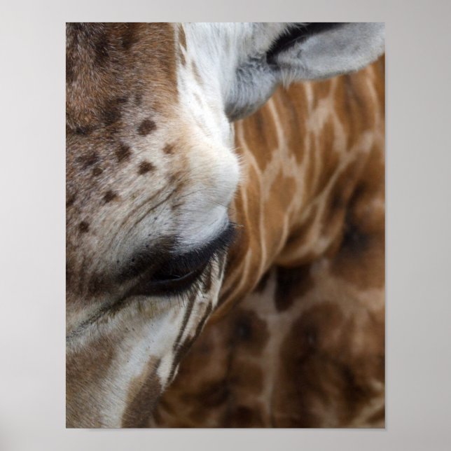 Póster Giraffe Face Poster (Frente)