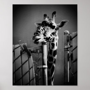 Póster Giraffe Fotografía - Estilo de época