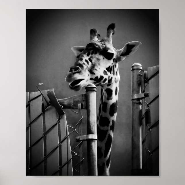 Póster Giraffe Fotografía - Estilo de época (Frente)