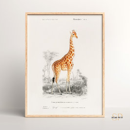 Póster Giraffe Giraffa Charles Dessalines D Orbigny Print