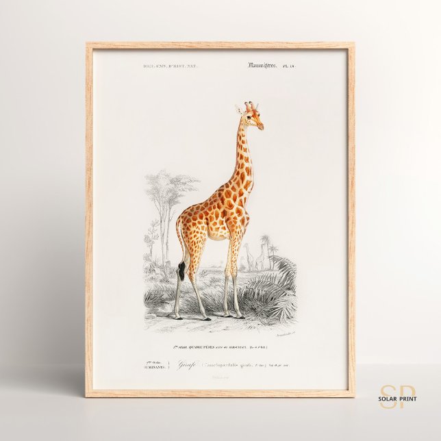 Póster Giraffe Giraffa Charles Dessalines D Orbigny Print (Subido por el creador)