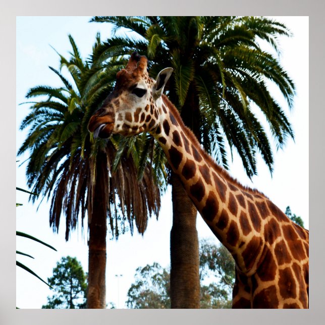 Póster Giraffe Graciosa Dando Una Frambuesa, (Frente)