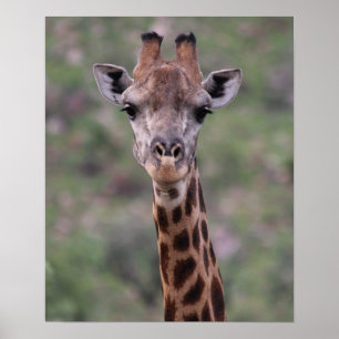 Póster Giraffe Headshot
