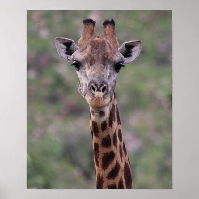 Póster Giraffe Headshot (Frente)
