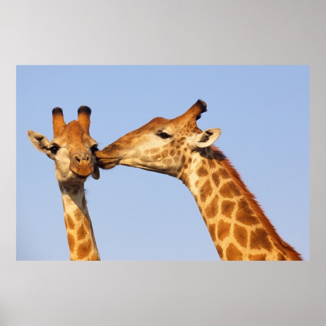 Póster Giraffe Kiss Poster (Frente)