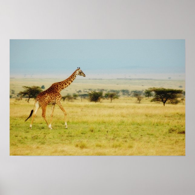 Póster Giraffe Masai Mara, poster de Kenia, imprenta, ima (Frente)