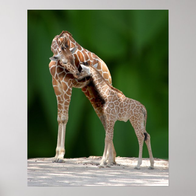 Póster Giraffe Mom and Baby (Frente)