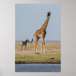 Póster Giraffe por un agujero de agua