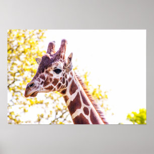 Póster Giraffe Portrait