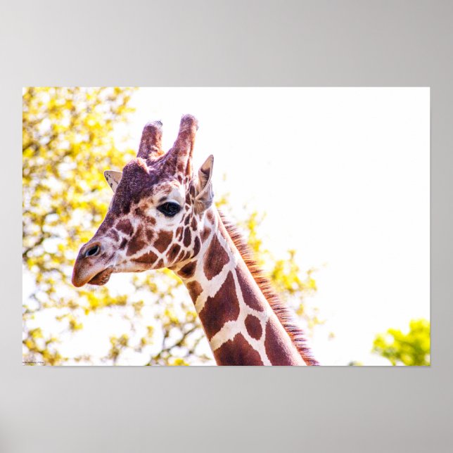 Póster Giraffe Portrait (Frente)
