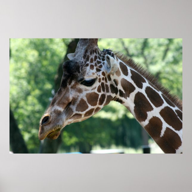 Póster Giraffe Poster (Frente)