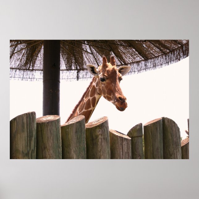 Póster Giraffe Poster (Frente)