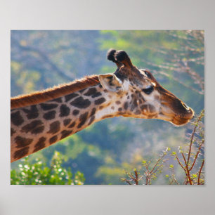Póster Giraffe Poster Gracefully Grazing Print