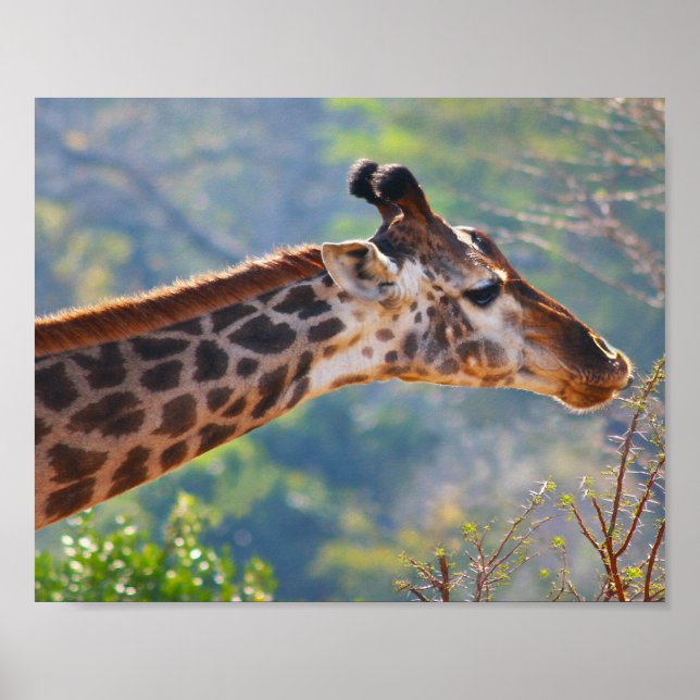 Póster Giraffe Poster Gracefully Grazing Print (Frente)