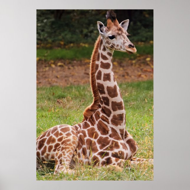 Póster Giraffe Wildlife Animal Photo (Frente)