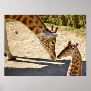 Póster Giraffe y su bebé