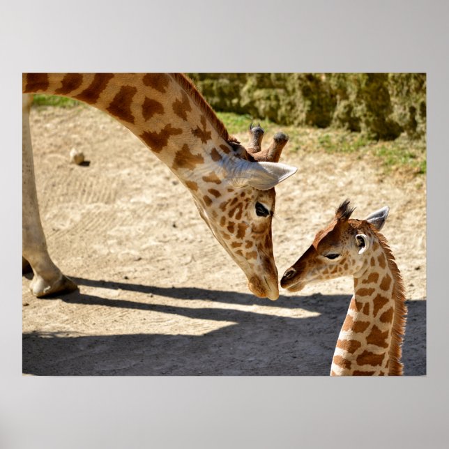 Póster Giraffe y su bebé (Frente)