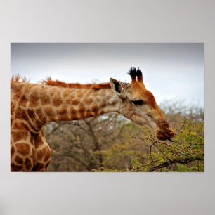 Póster Giraffe Zulu Nyala reserva de juego Sudáfrica