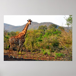 Póster Giraffe Zulu Nyala reserva de juego Sudáfrica