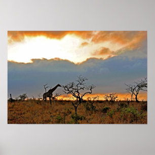 Póster Giraffe Zulu Nyala reserva de juego Sudáfrica