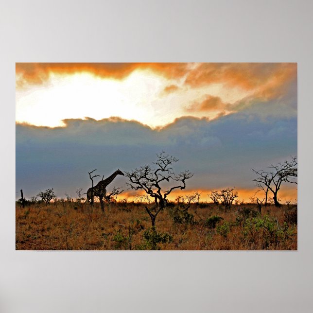 Póster Giraffe Zulu Nyala reserva de juego Sudáfrica (Frente)