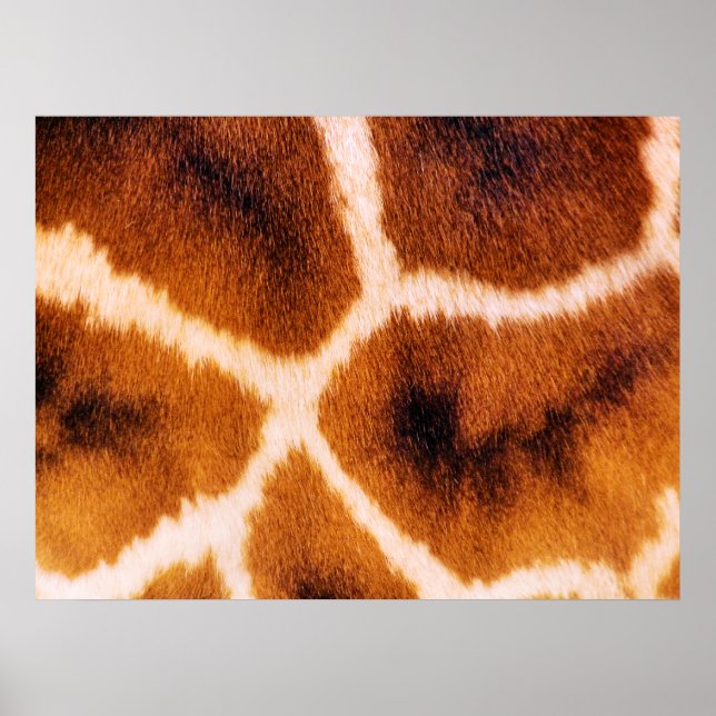 PÓSTER GIRAFFES (Frente)