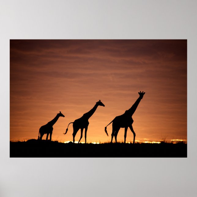 Póster Giraffes at Sunset (Frente)