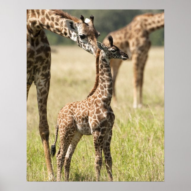 Póster Giraffias masai, camelopardalis Giraffa 2 (Frente)